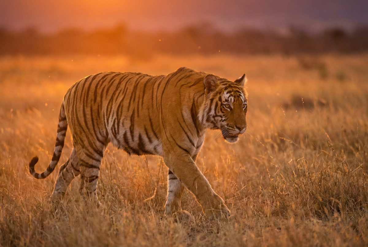 探花动物MV视频 动物写真MV视频演示